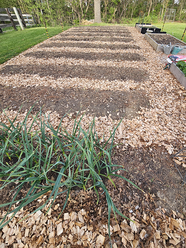 The garden all tilled and looking nicely mulched. 