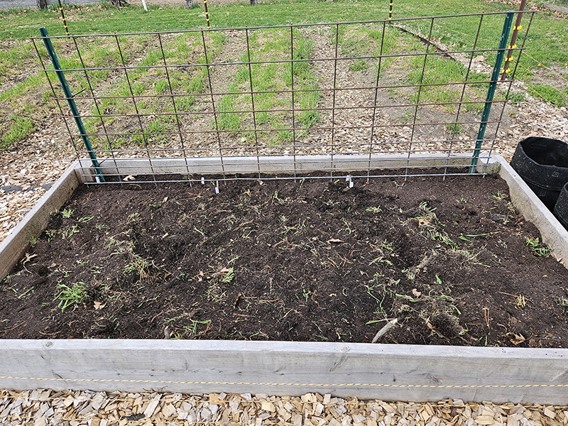 A raised bed that had been tilled and still has grass growing in places.