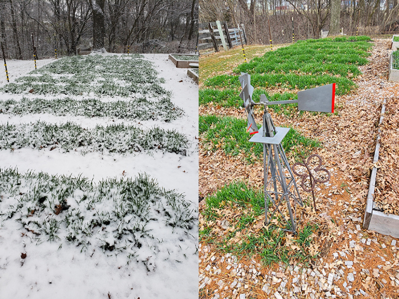 Two images, the left shows a cover crop underneath a layer of snow while the right side shows green growing rye. 