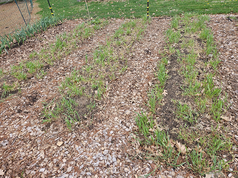 Raised Rows with annual rye still trying to grow when I was still trying to implement the no-till method.