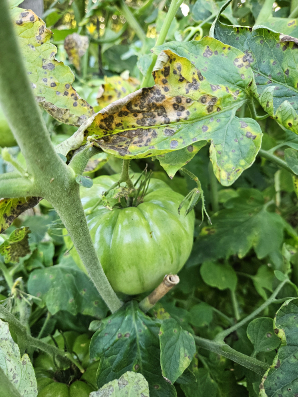 A diseased tomato plant - What Not To Compost