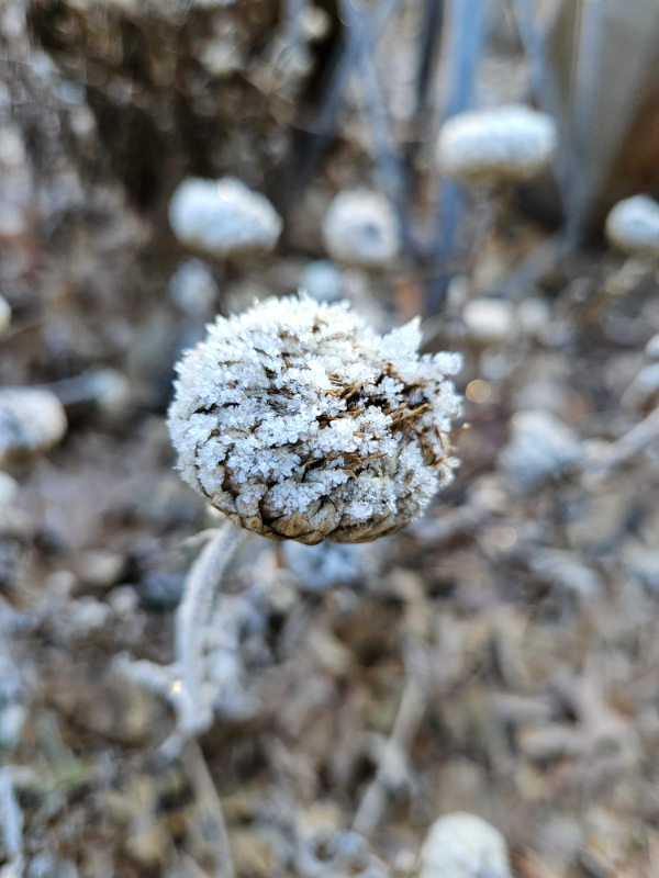 Frost on a old coneflower bloom