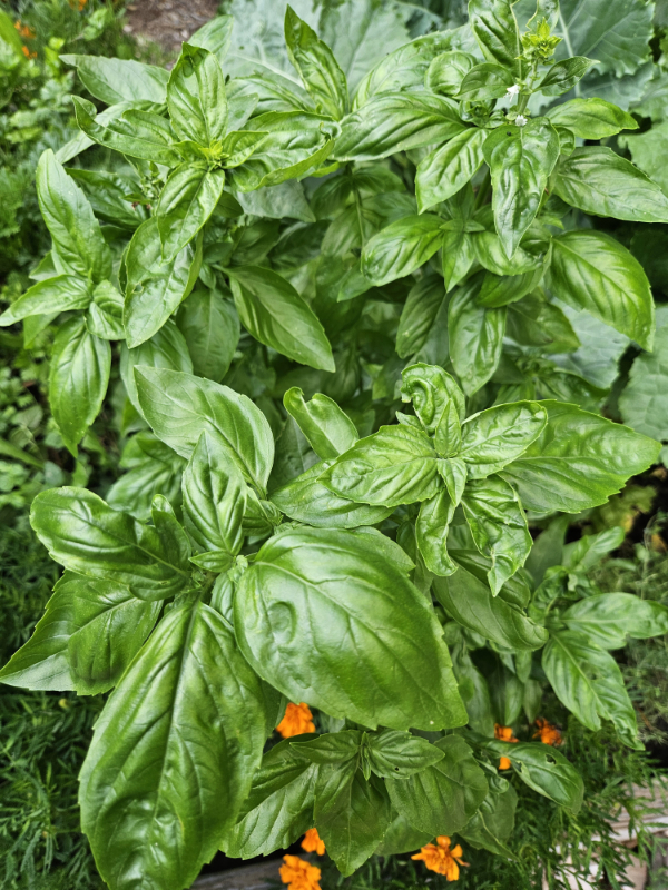 Basil plants growing - October Gardening Checklist