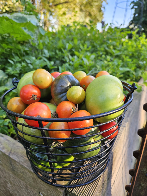 A container of green and red tomatoes