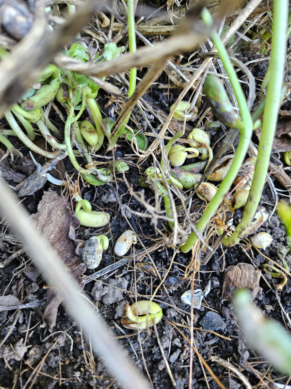 Germinating green bean seeds - October Gardening Checklist