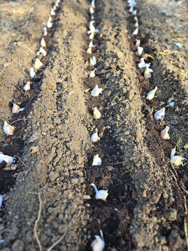 Garlic cloves in rows - October Gardening Checklist