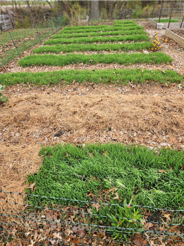 Cover crop in an empty garden.