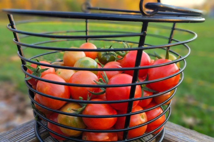 October Gardening Checklist – 7 Tasks For Growing Zone 5