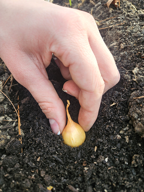 Tips On Planting Onion Sets In The Spring
