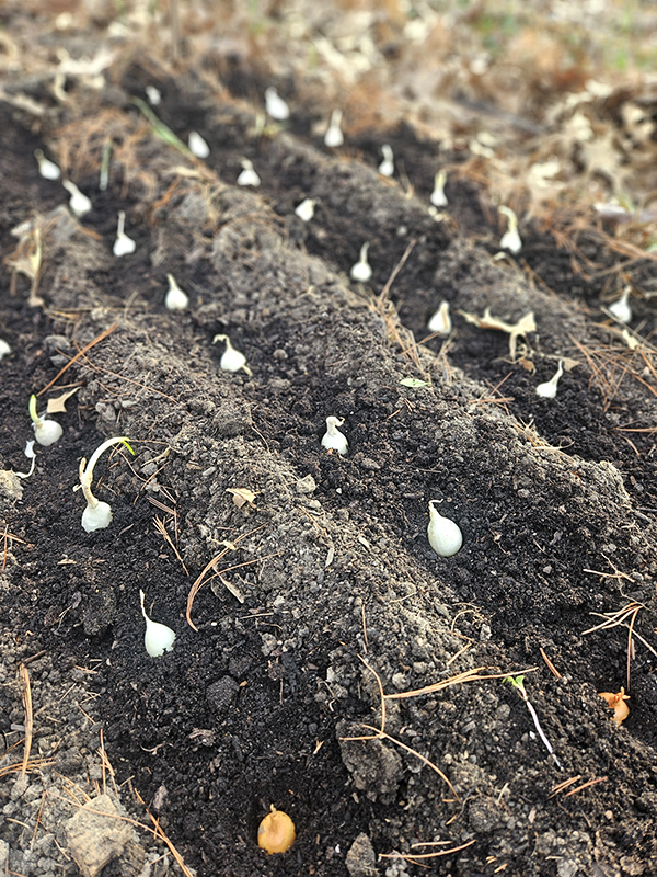 Onion sets in a row