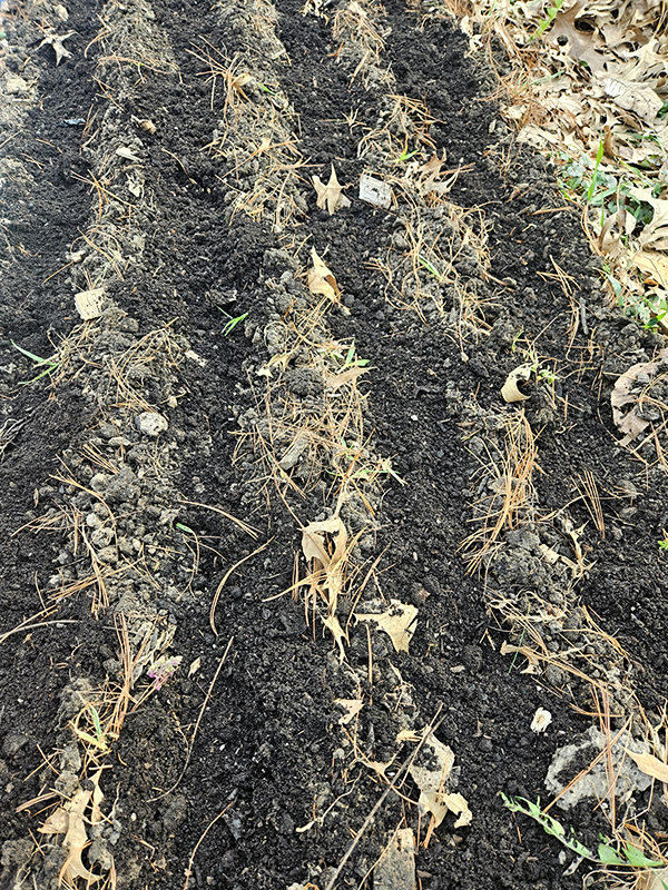 four trenches with compost lining the bottom