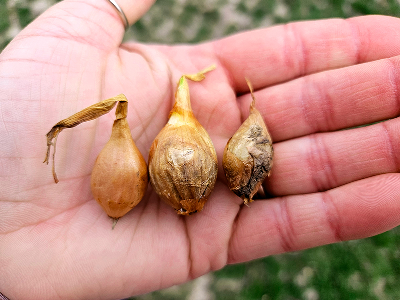 comparing good and rotten onion sets.