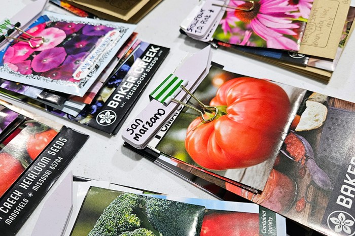 Buying Garden Seeds Online – 8 Tips For Purchasing Seeds Online