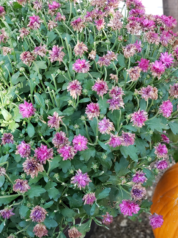 Dying mum blooms