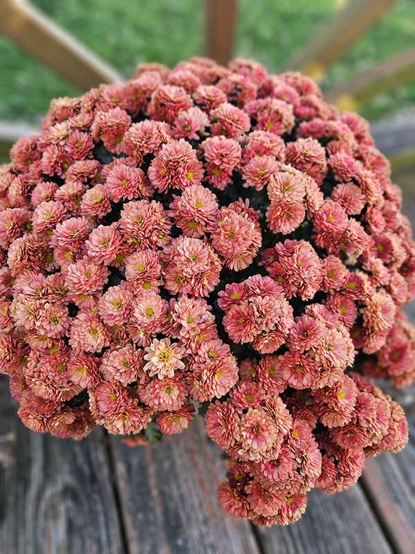 Beautiful blooms - picking out mums