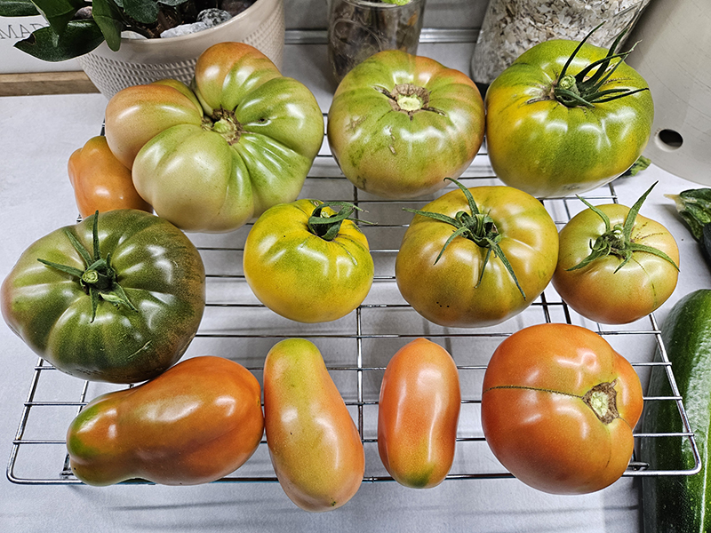Day 1 just after picking tomatoes early and putting on a wire rack.
