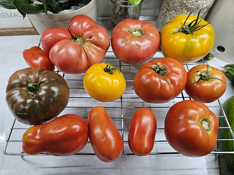 Day 3 (Picking Tomatoes Early)