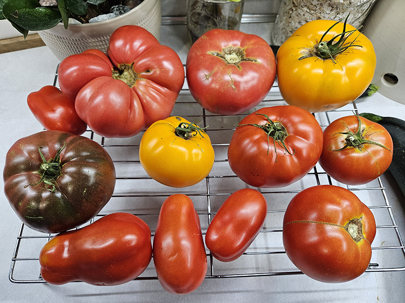 Day 4 - Fully Ripe (Picking Tomatoes Early)