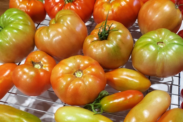 Picking Tomatoes Early – The Benefits Of Ripening OFF The Vine