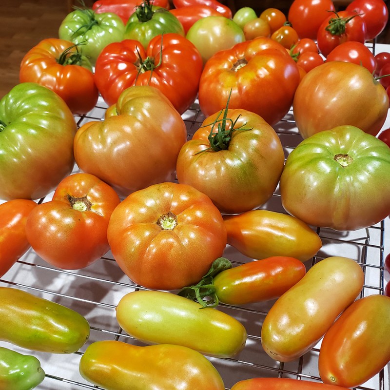 Tomatoes picked early and ripening on a wire rack