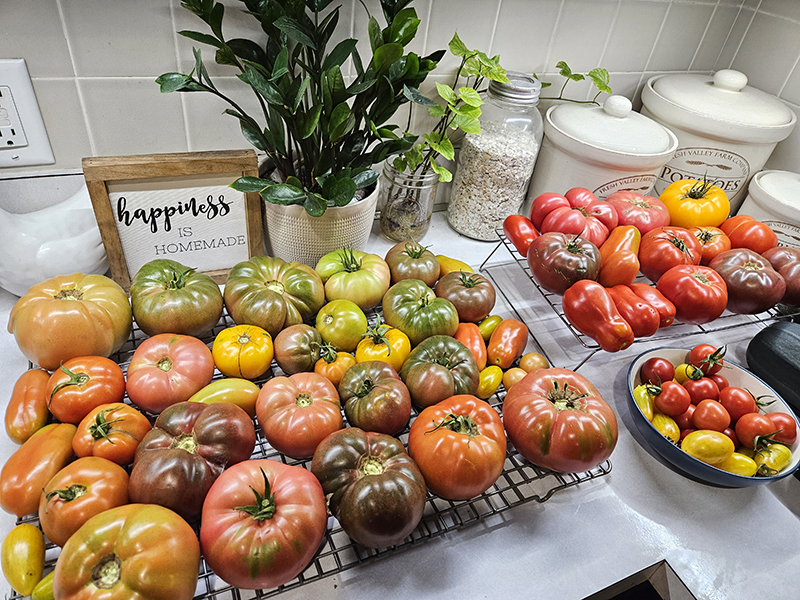 picking tomatoes early and ripening them on my countertop.
