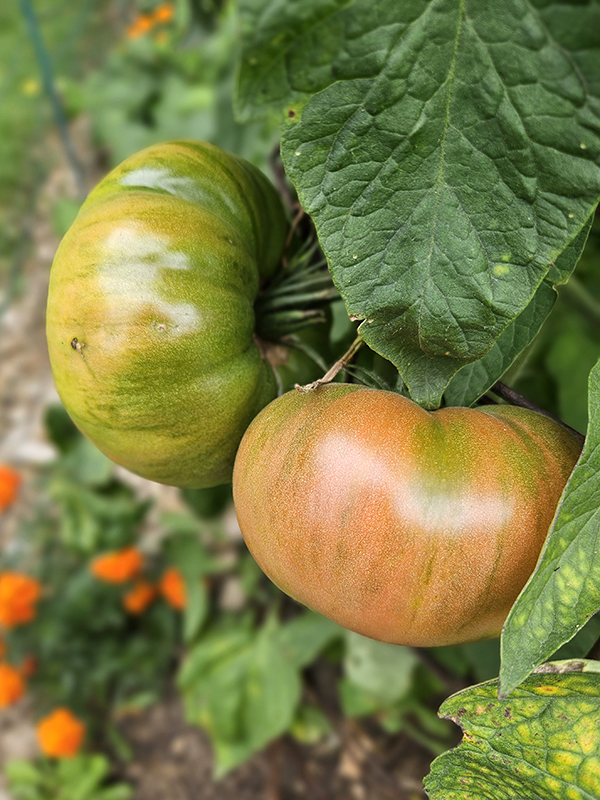 Two ripening tomatoes