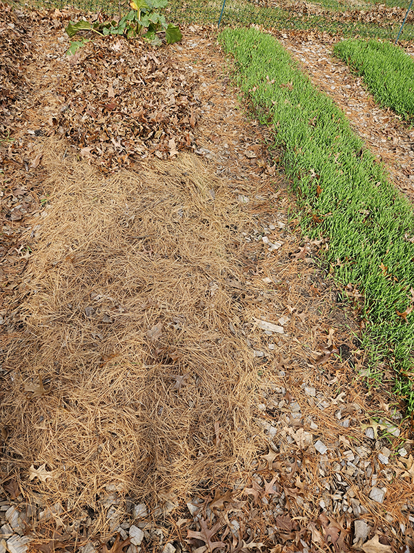 Mulch and cover crops on growing rows