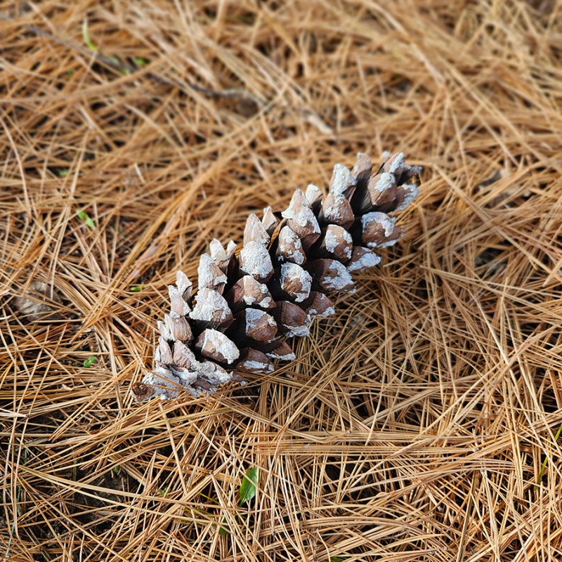 Pine needles as mulch in the garden
