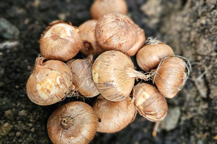 How To Plant Crocus Bulbs – Plant In Fall For Spring Blooms!