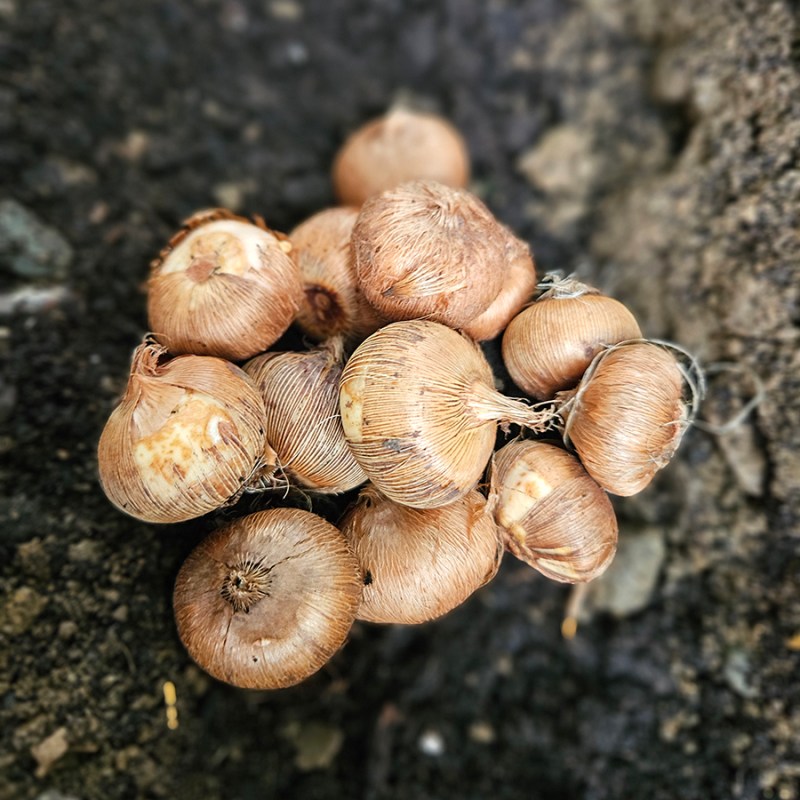 A pile of crocus bulbs ready for planting