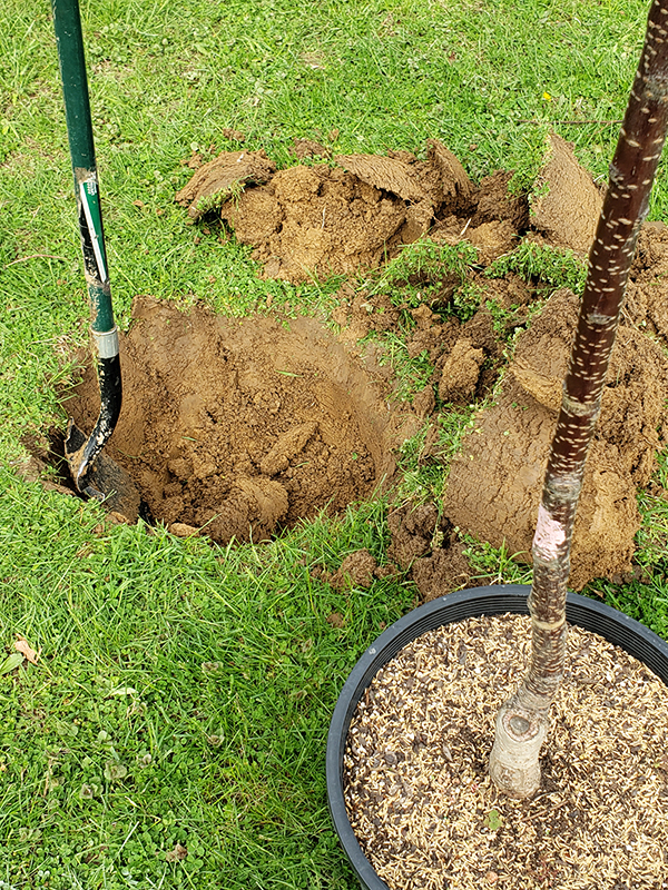 A hole for a cherry tree.