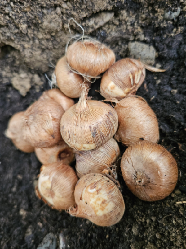 A pile of crocus corms - What To Plant in October