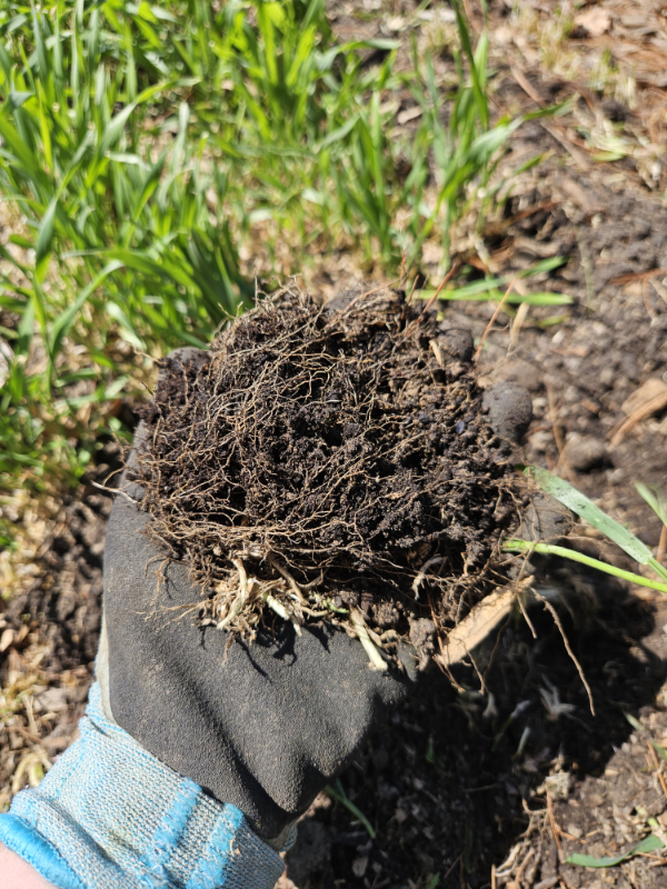 Roots of oats cover crop