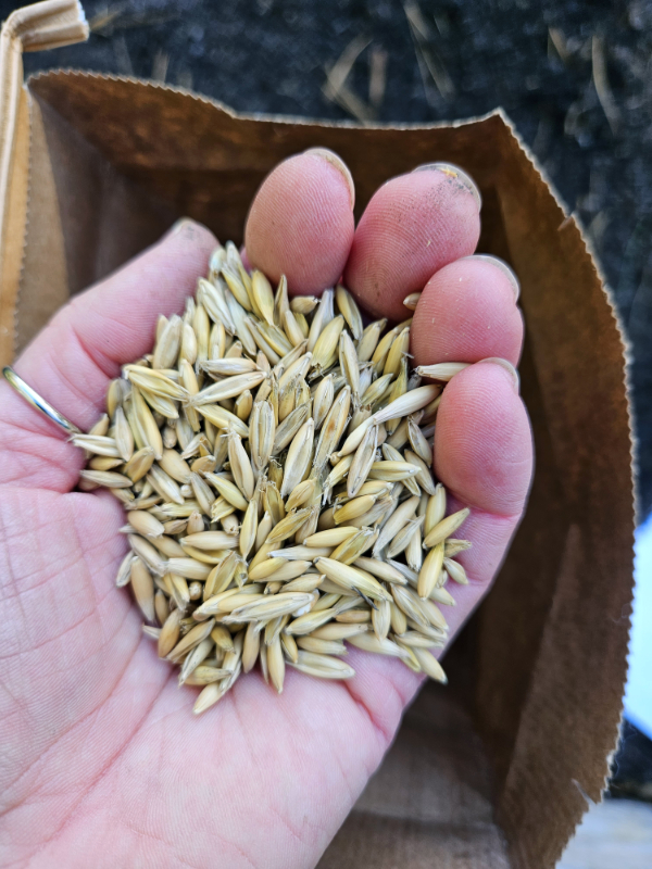 a hand holding oats - Plant October