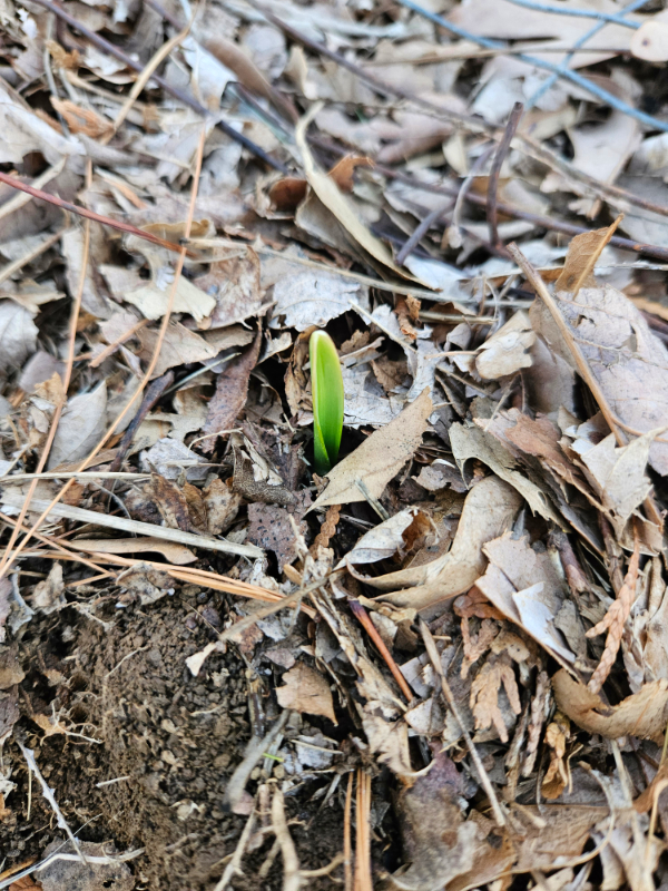 A garlic seedling - What To Plant in October