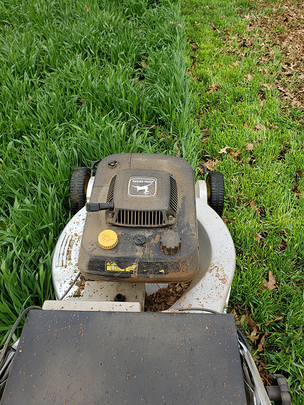 Mowing down annual rye cover crops.