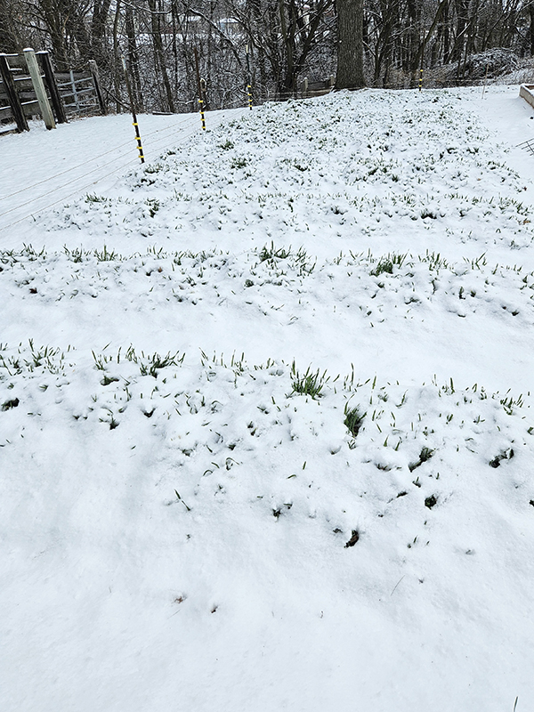 Winter rye covered with a layer of snow.