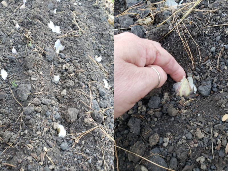 Left, garlic cloves planted in rows. Right, showing the bulb with the pointy end up.