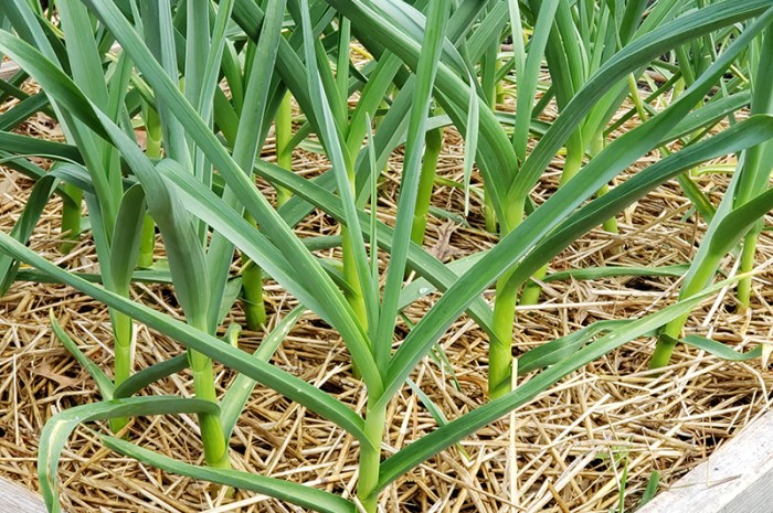 Planting Garlic In The Fall For A Huge Summer Harvest