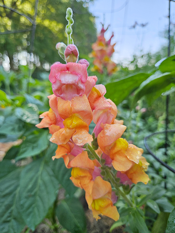 A beautiful colorful snapdragon spike of blooms - planting and growing snapdragons