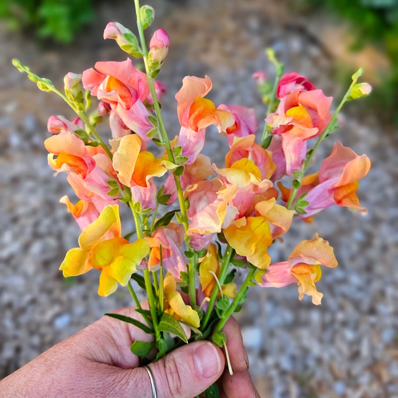 A small bouquet of snapdragons - planting and growing snapdragons