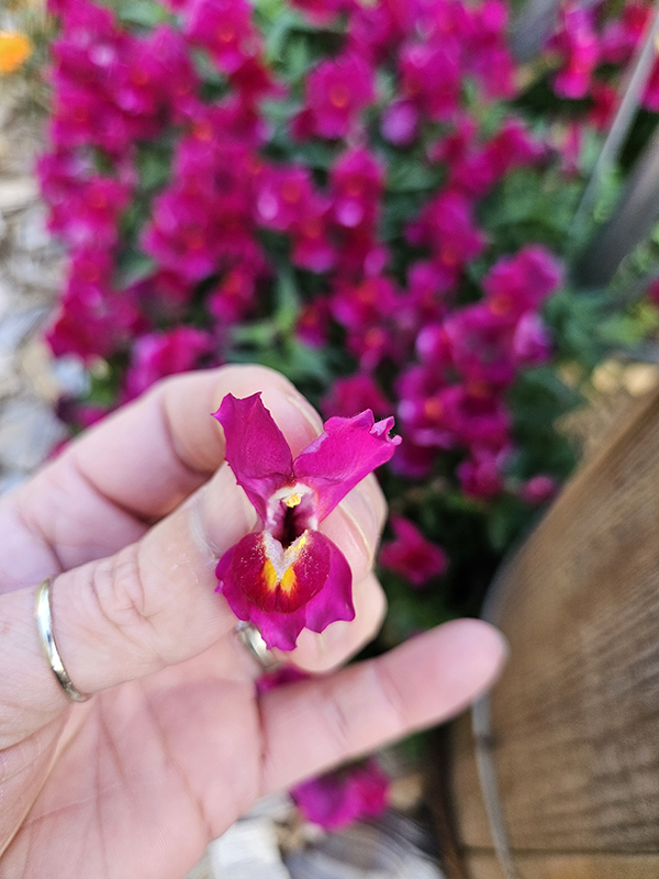 An open purple snapdragon bloom