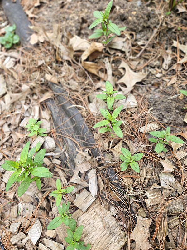 Re-seeded volunteer snapdragon plants