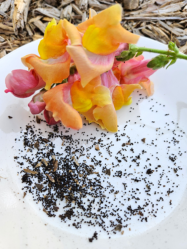 Small snapdragon seeds - planting and growing snapdragons