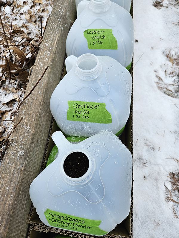 Winter sown milk jugs of seeds