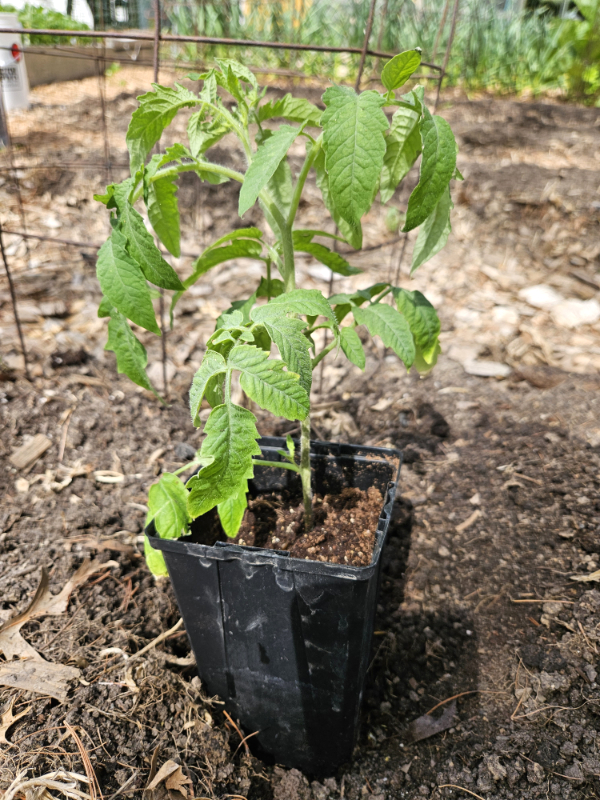 Tomato seedling in a grow pot