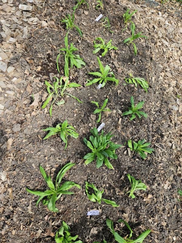 Plant labels amongst strawflower seedlings - Garden Planting Tips