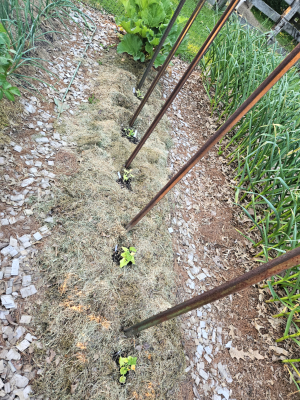 Zucchini seedlings and t-posts