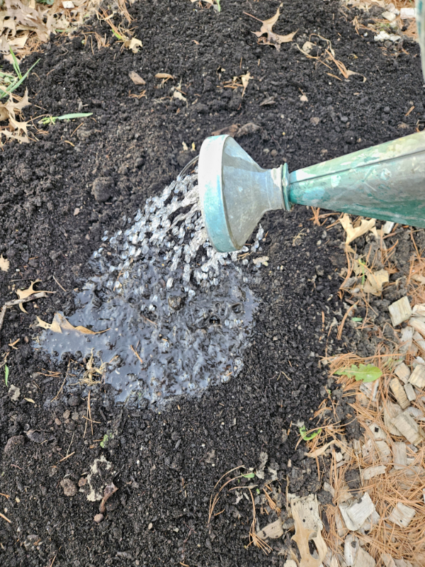 a watering can watering newly planted seeds