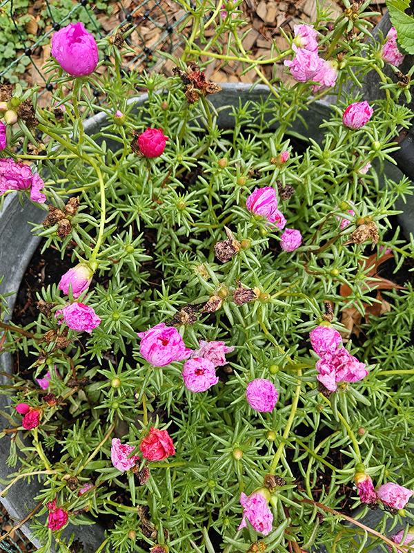 Closed blooms